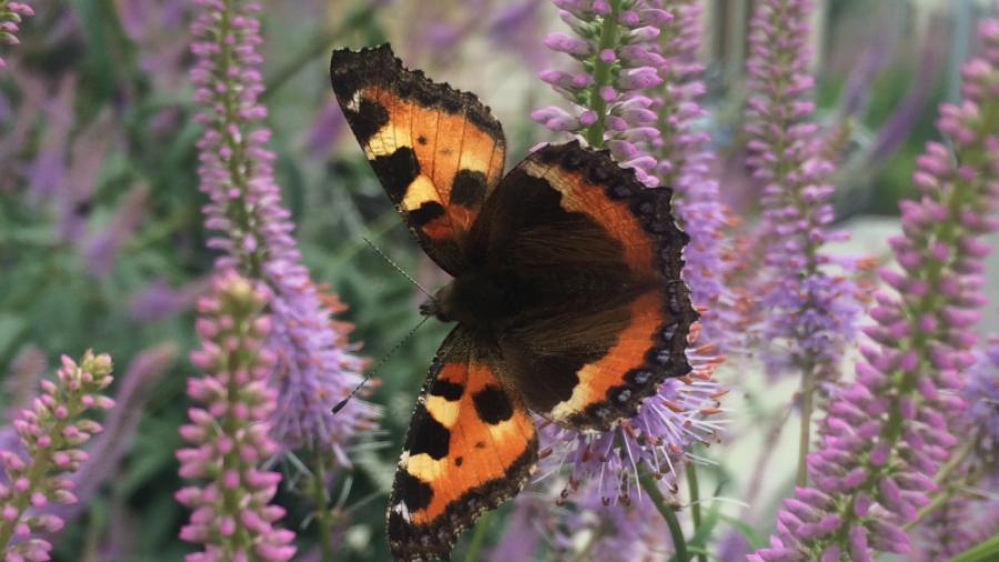 Även fjärilar tycker om våra blommor!                 Foto: Annetté Meyerson